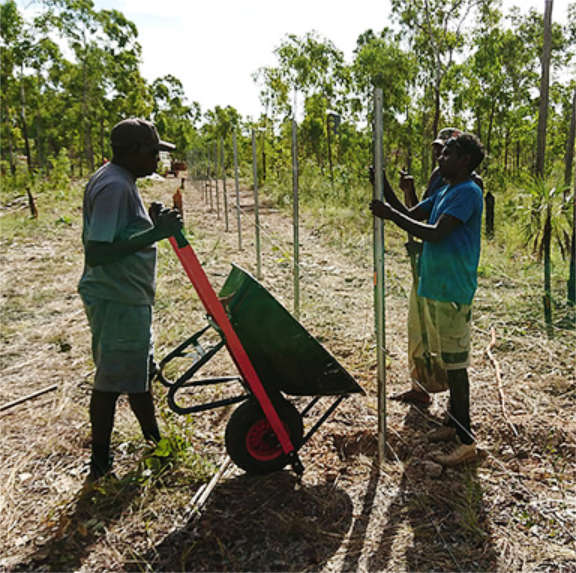 Three Indigenous people construct a fence in Mandjawuy, NT