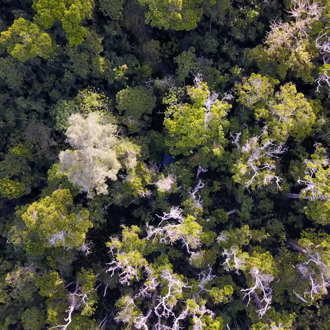 An aerial image of the rainforest surrounding the spring at the Indigenous community of Mandjawuy in the Northern Territory